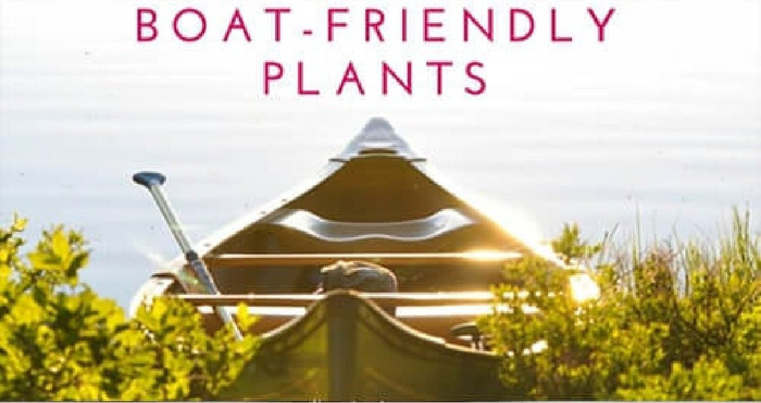 5 Boat-Friendly Plants to Keep On Board