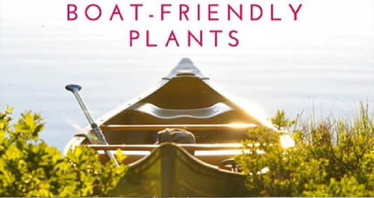 5 Boat-Friendly Plants to Keep On Board