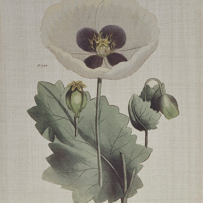 Herbal Botany 4 - piece Botanical Illustration Framed Canvas Wall Art Set - Quahog Bay Bedding