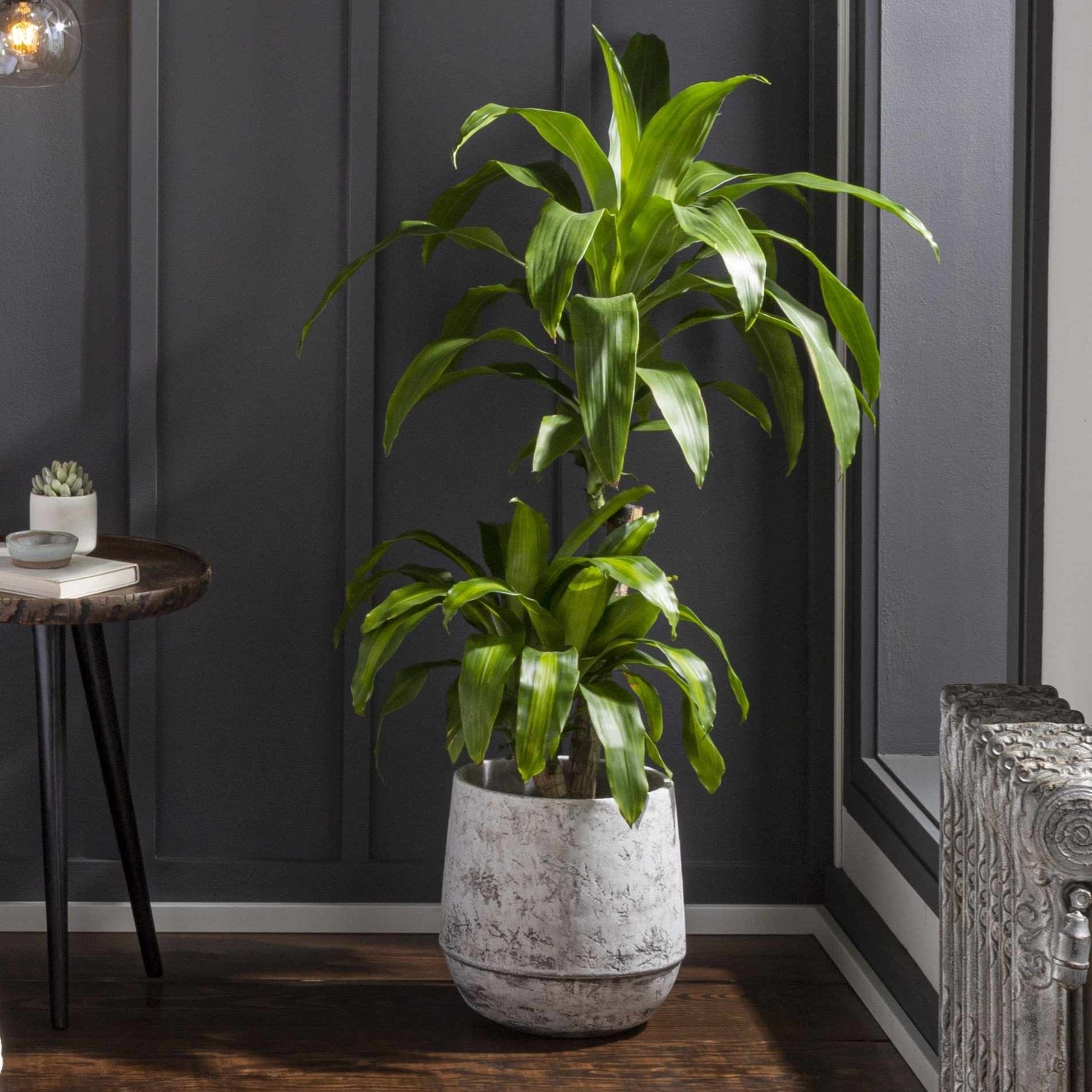 Janamuato White Geometric Cement Planter - Quahog Bay Bedding